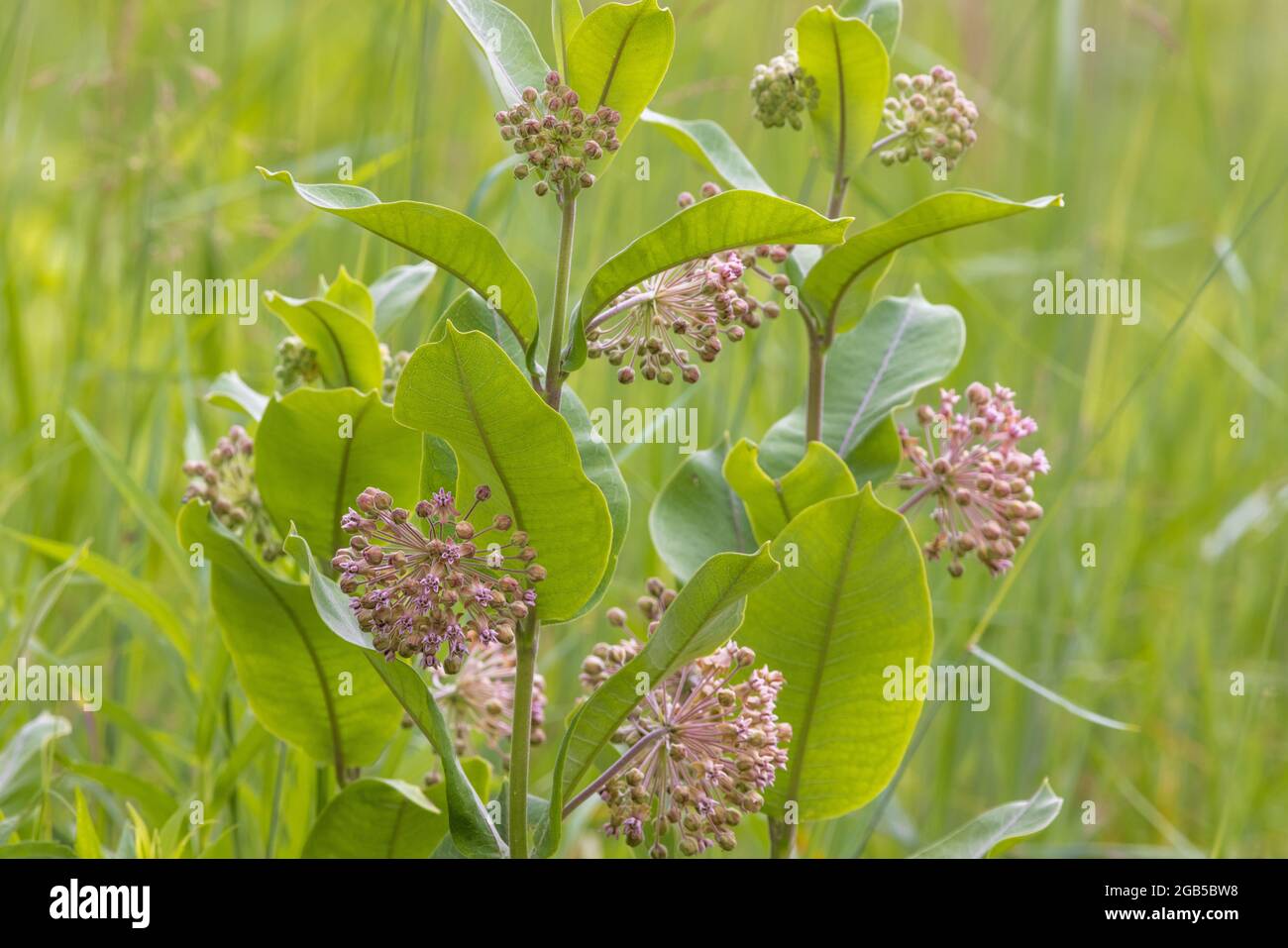 Common milkweed growing in northern Wisconsin Stock Photo Alamy