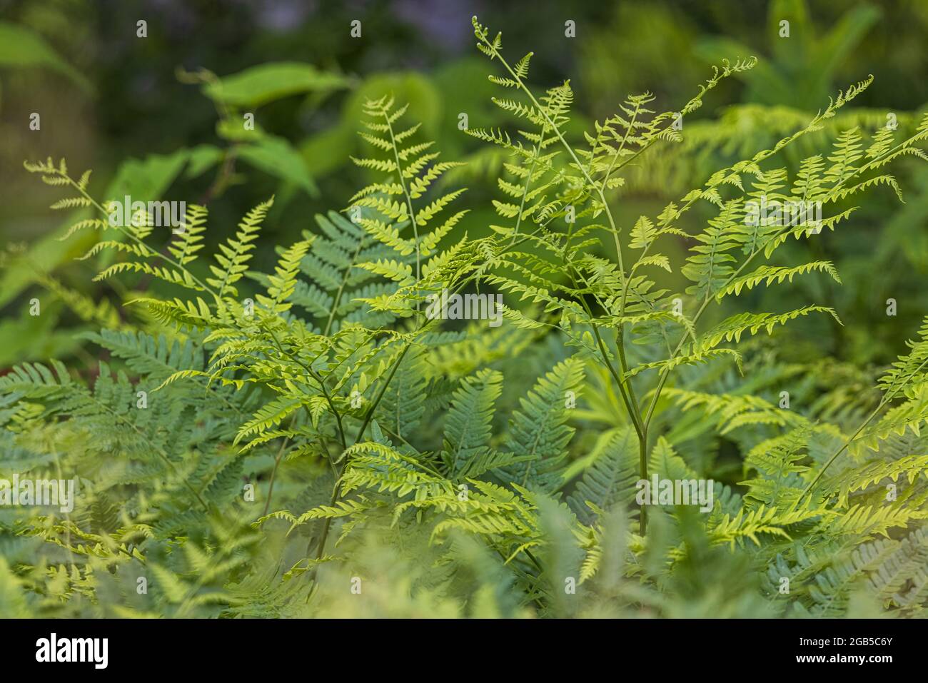 Bracken ferns growing in northern Wisconsin. Stock Photo