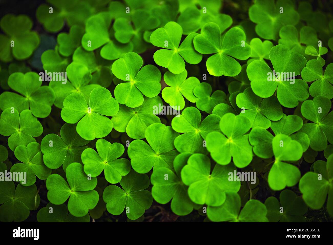 Green clover leaves closeup. Nature background Stock Photo