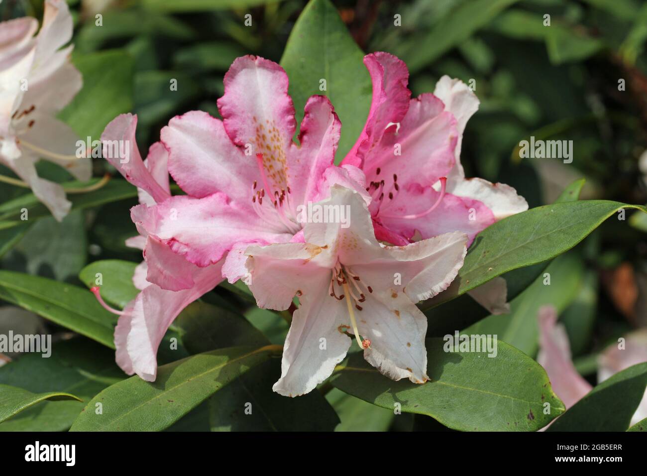 Pink yakushimanum Rhododendron hybrid variety Pink Cherub, flowers with light brown spots on the petals and a blurred background of leaves. Stock Photo