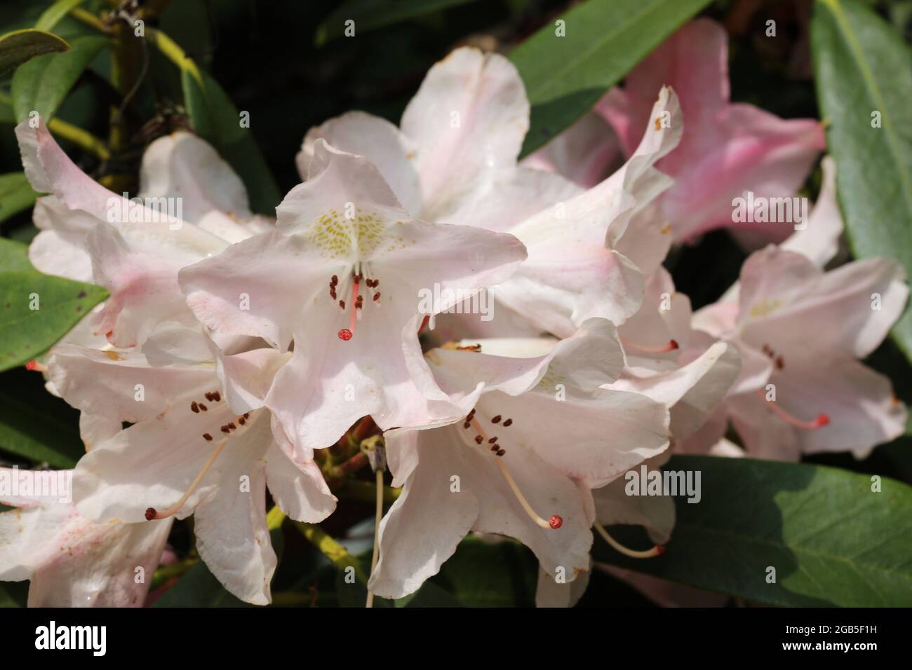 Pink yakushimanum Rhododendron hybrid variety Pink Cherub, flowers with light brown spots on the petals and a blurred background of leaves. Stock Photo