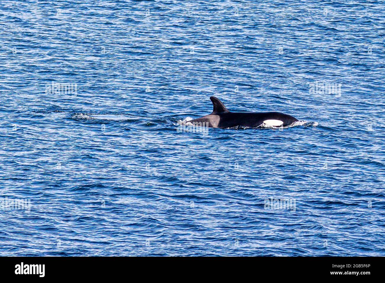 Pack of Orka killer whales hunt in the bay. of Birsay  They catch and eat seals and fish by hunting in a pack circling their prey Stock Photo