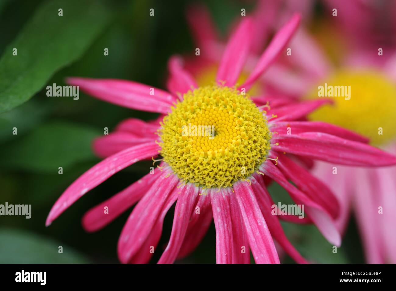 Pink painted daisy, Tanacetum coccineum variety Evenglow, flower with a yellow centre and a background of blurred leaves and flowers. Stock Photo