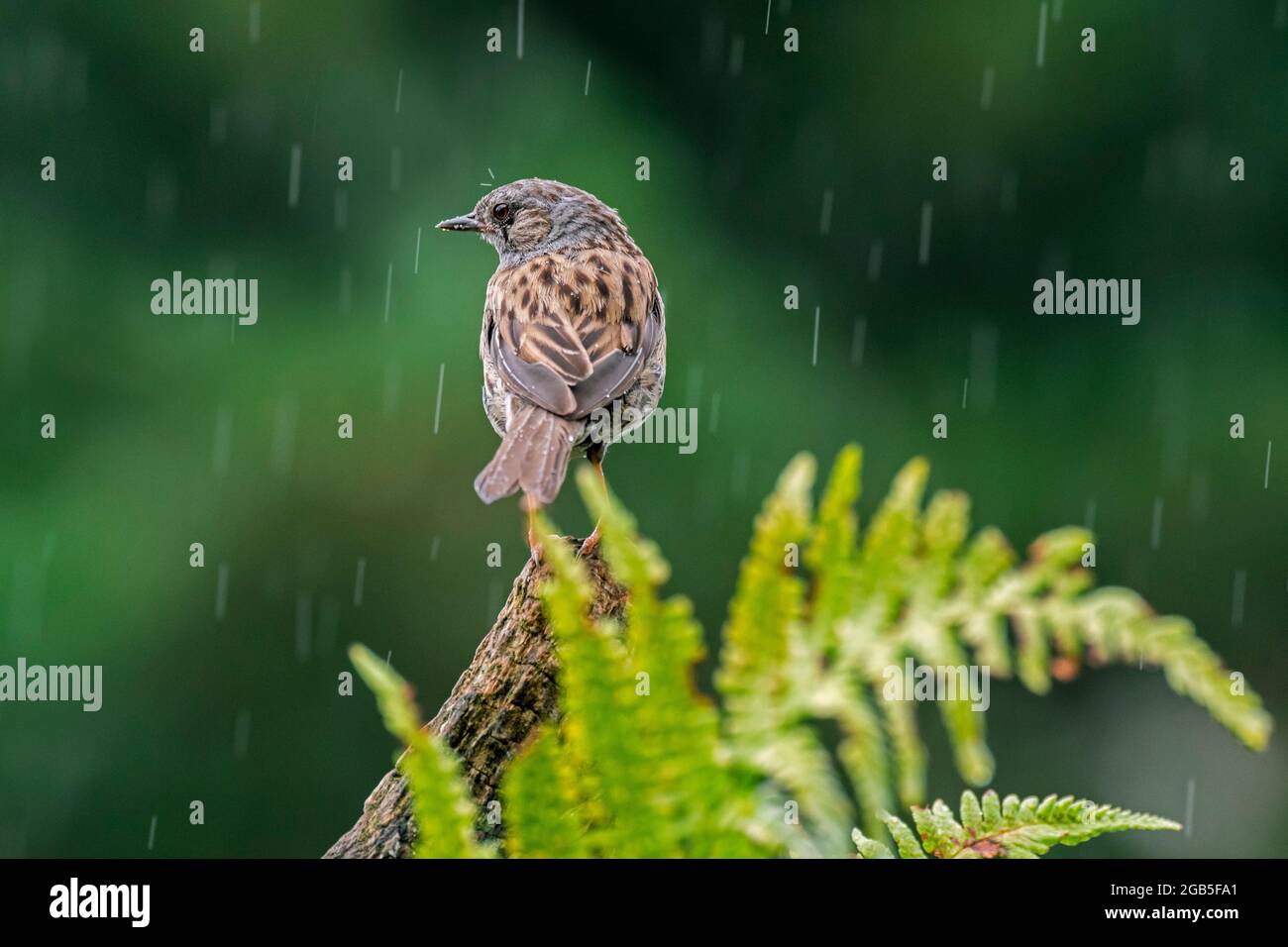 Dunnock / hedge accentor (Prunella modularis / Motacilla modularis) perched on tree trunk in forest in the rain Stock Photo
