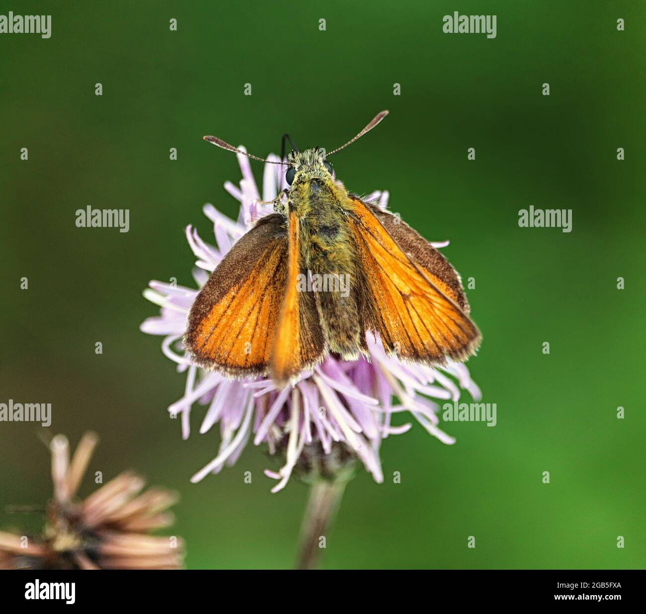 Small Skipper Butterfly collecting nectar from a thistle flower (Thymelicus sylvestris) Stock Photo