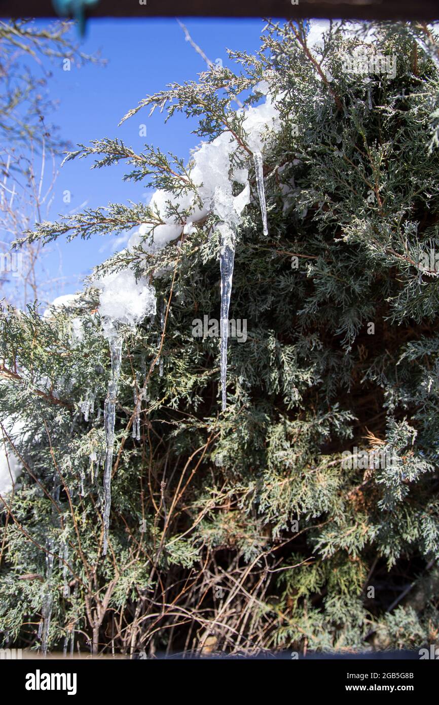 Wonderful icicles hanging from the branch of a coniferous tree in the garden in winter Stock Photo