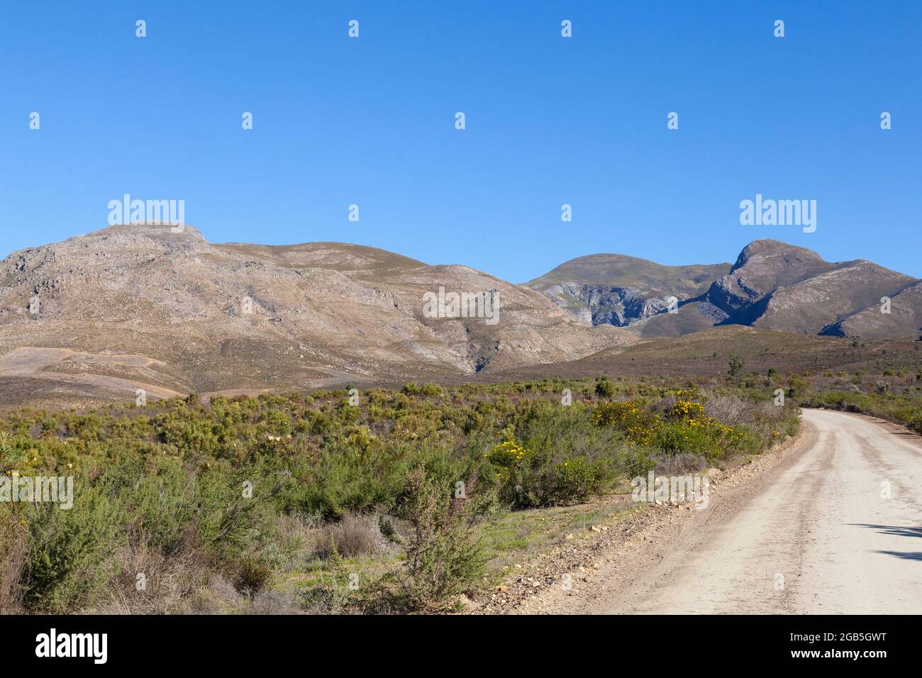 Mountain Fynbos  and proteas in the Riviersonderend Mountains above McGregor, Western Cape, South Africa with a view along the road leading to the Boe Stock Photo