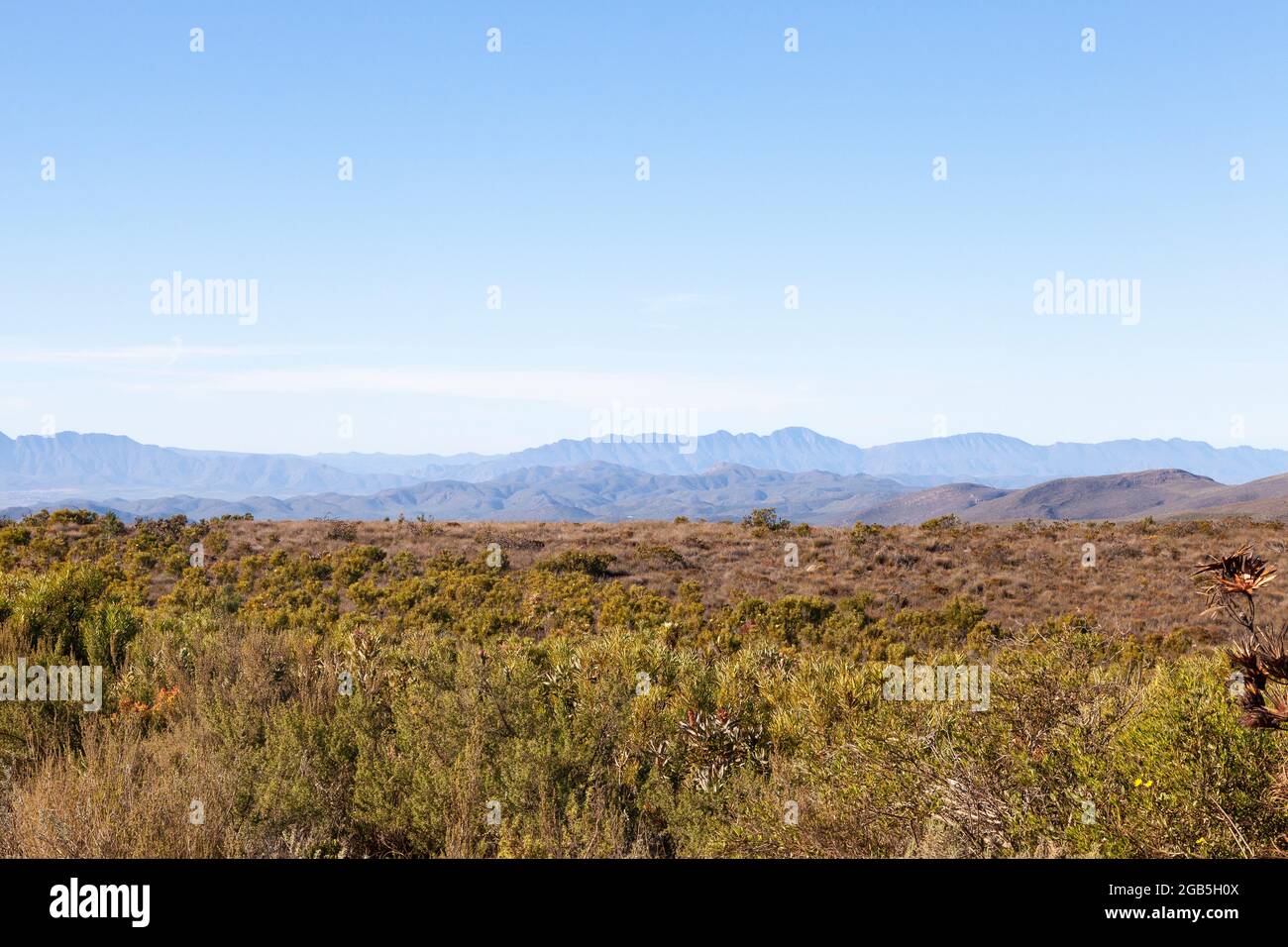 View to the Langeberg Mountains over mountain fynbos above McGregor, Western Cape, South Africa Stock Photo