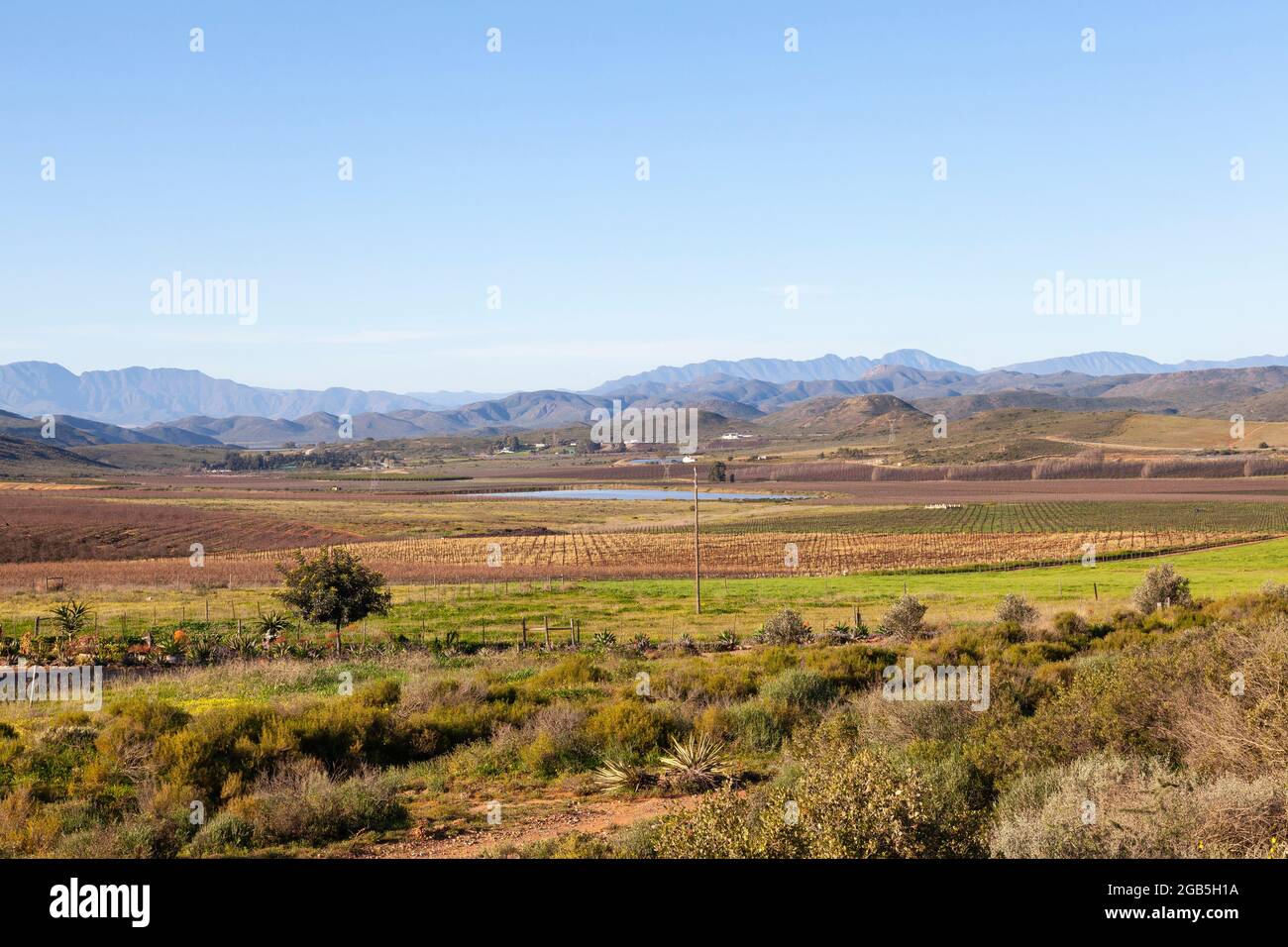 Vineyards in the Mcgregor Valley in  winter with a view to the Langeberg Mountains, Western Cape Winelands, South Africa Stock Photo