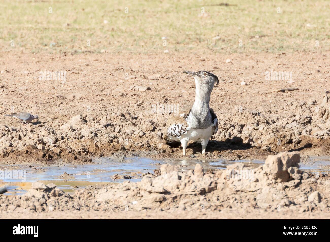 Kori Bustard (Ardeotis kori) kneeling to drink at a waterhole,  Kalahari, Northern Cape, South Africa Stock Photo