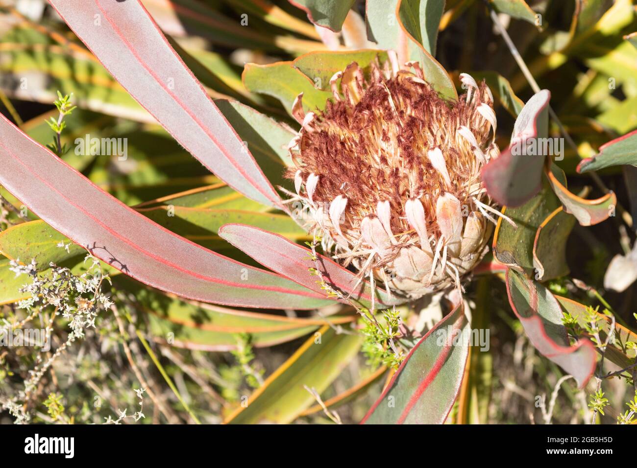 Protea caespitosa (Hottentots Holland variant) near McGregor, Western Cape, South Africa, a mountain Fynbos species of plant. Stock Photo