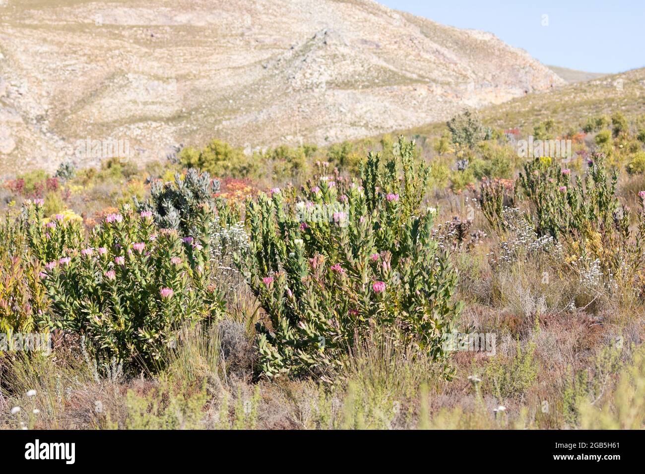 Protea compacta (Bot River Sugarbush, Bot River Protea)  in the Hottentots Holland Mountains fynbos biome, Western Cape, South Africa. This plant is s Stock Photo