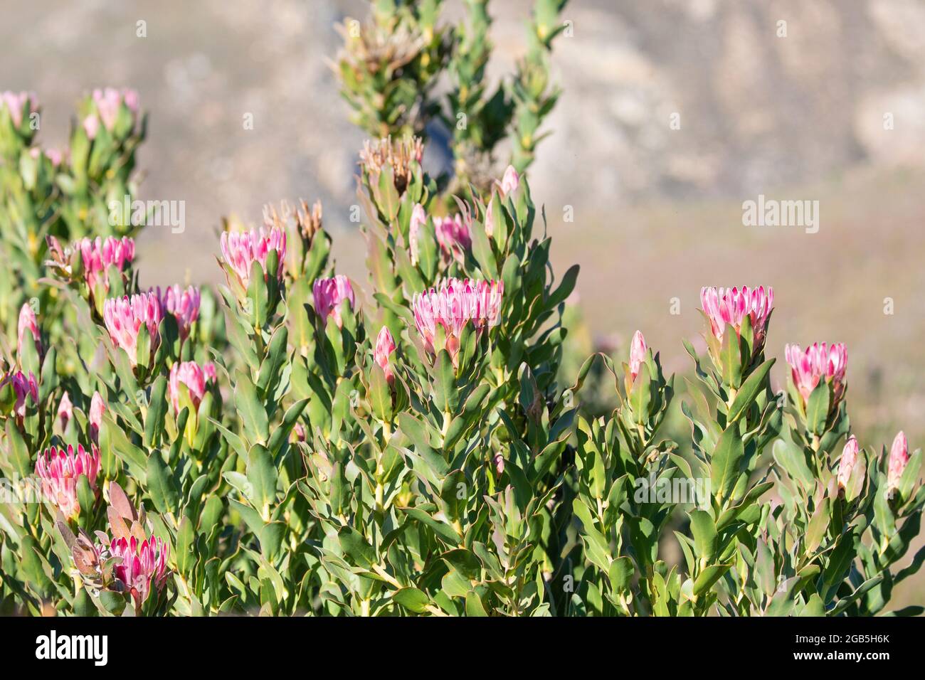 Protea compacta (Bot River Sugarbush, Bot River Protea)  in the Riviersonderend  Mountains fynbos biome, Western Cape, South Africa. This plant is ser Stock Photo