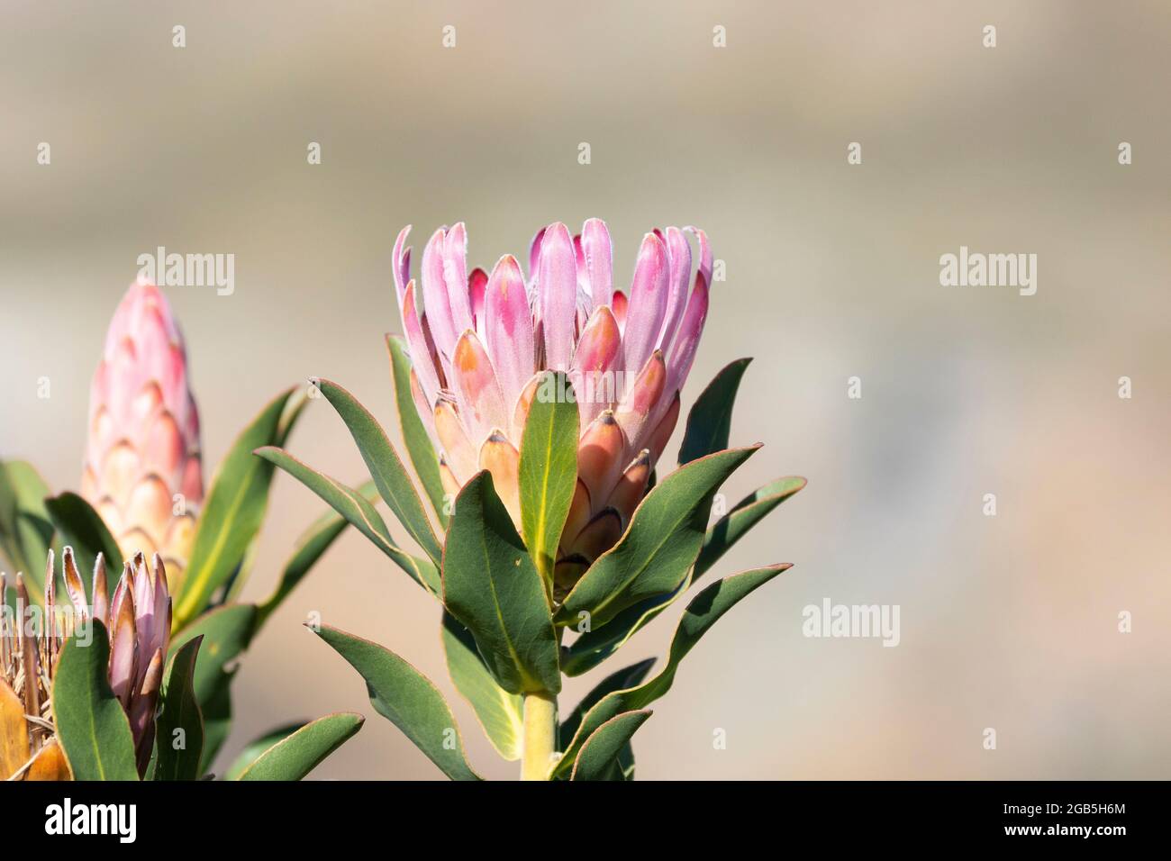 Protea compacta (Bot River Sugarbush, Bot River Protea)  in the Hottentots Holland Mountains fynbos biome, Western Cape, South Africa. This plant is s Stock Photo