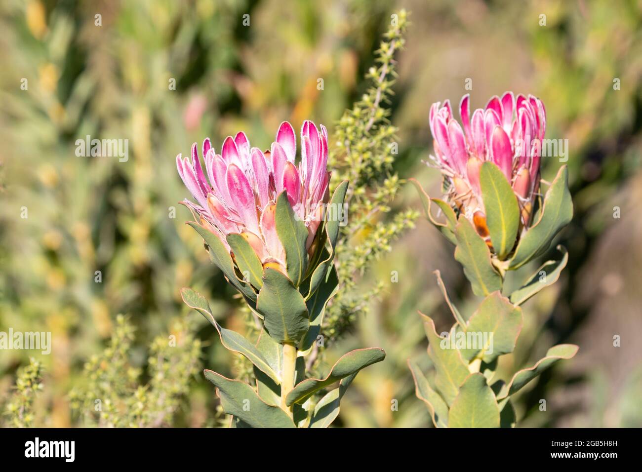 Protea compacta (Bot River Sugarbush, Bot River Protea)  in the Hottentots Holland Mountains fynbos biome, Western Cape, South Africa. This plant is s Stock Photo