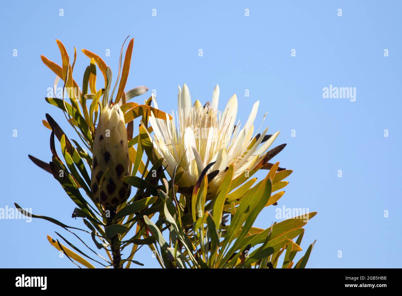 White Protea repens (Honey Sugarbush, Common Sugarbush, Honey Protea) growing wild in fynbos near McGregor, Western Cape, South Africa Stock Photo
