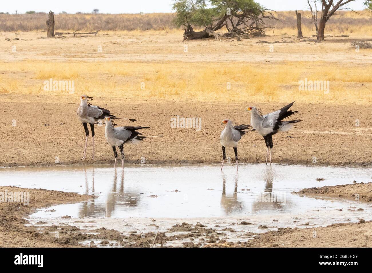 Secretarybird Secretary Bird Sagittarius Serpentarius Group Of Our secretarybird-secretary-bird-sagittarius-serpentarius-group-of-our
