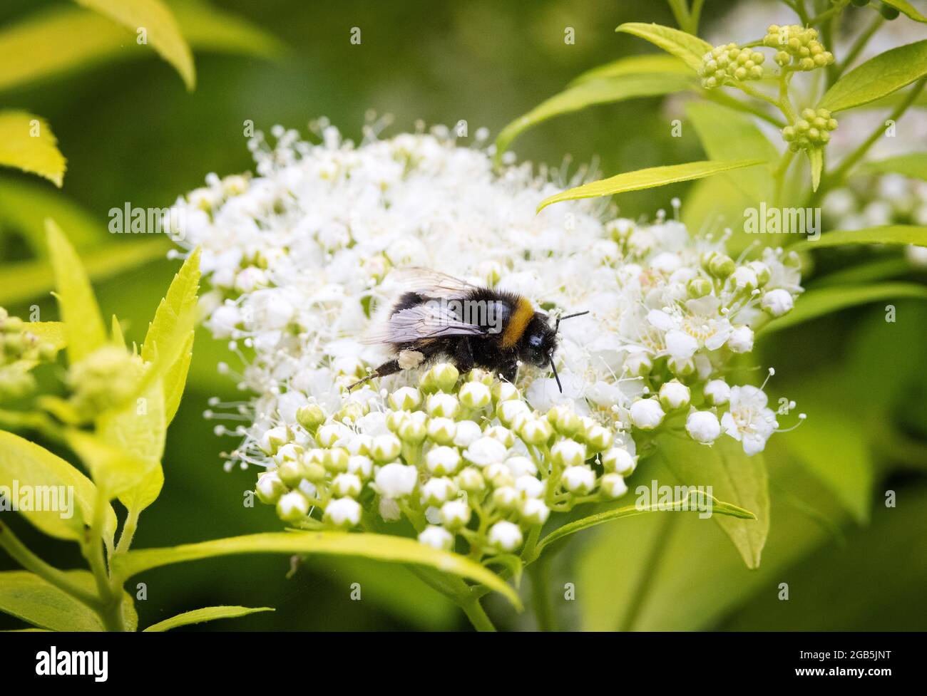 Bee on flower; Bumblebee aka Bumble Bee, genus Bombus collecting nectar on a Japanese Spirea flowers, UK Stock Photo