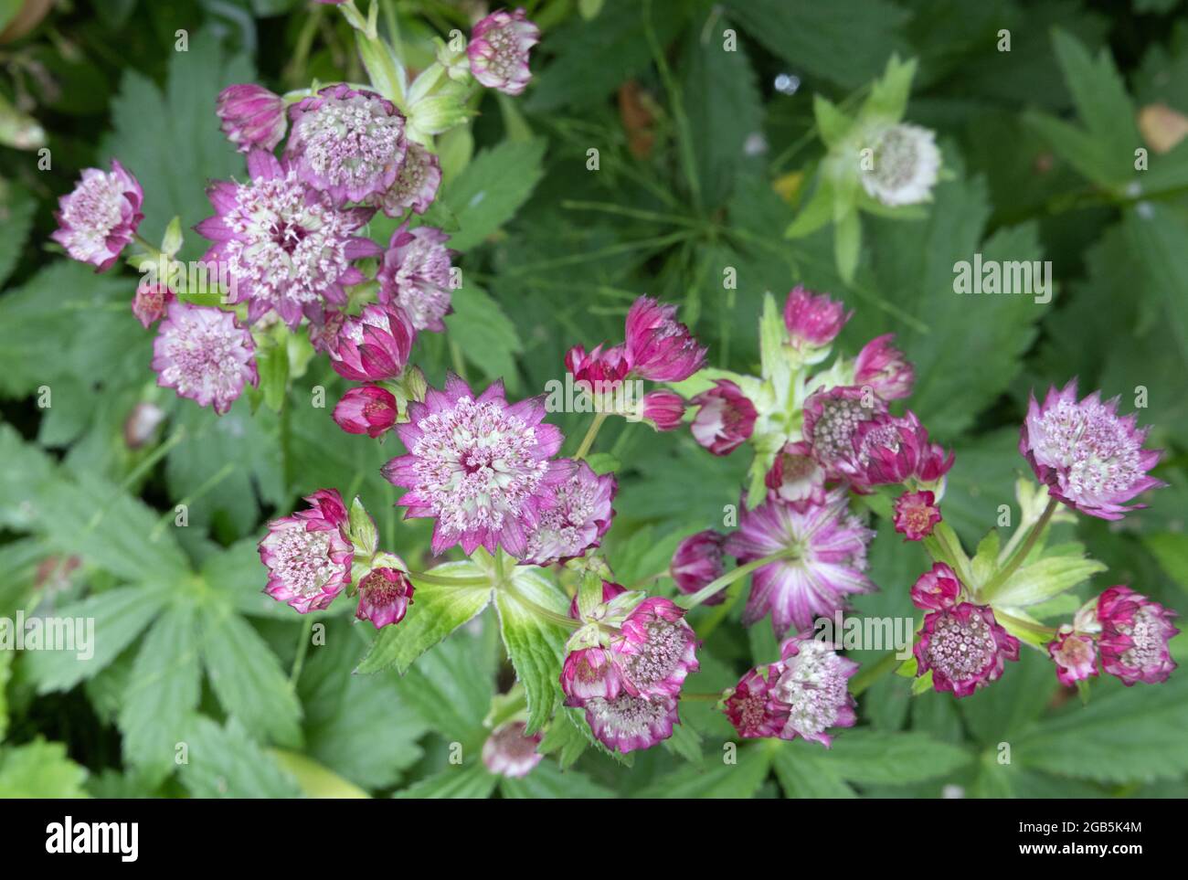 The Great Masterwort, pink flowers of Astrantia major flowering in a garden in the UK in summer. Stock Photo