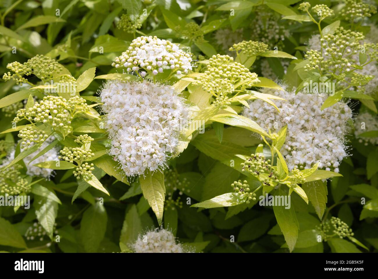 White flowers of Japanese Meadowsweet, or Japanese Spirea, Spiraea japonica growing in a garden in the UK Stock Photo