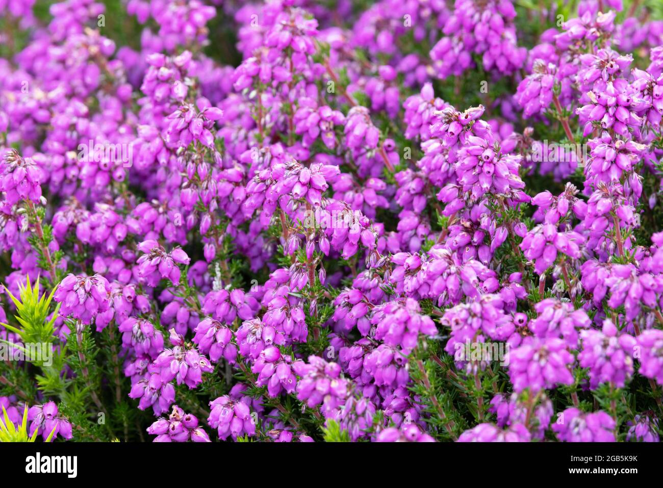 Bell Heather flowers (Erica cinerea), flowering in summer, Example of British wildflowers, purple flowers containing much nectar, UK Stock Photo