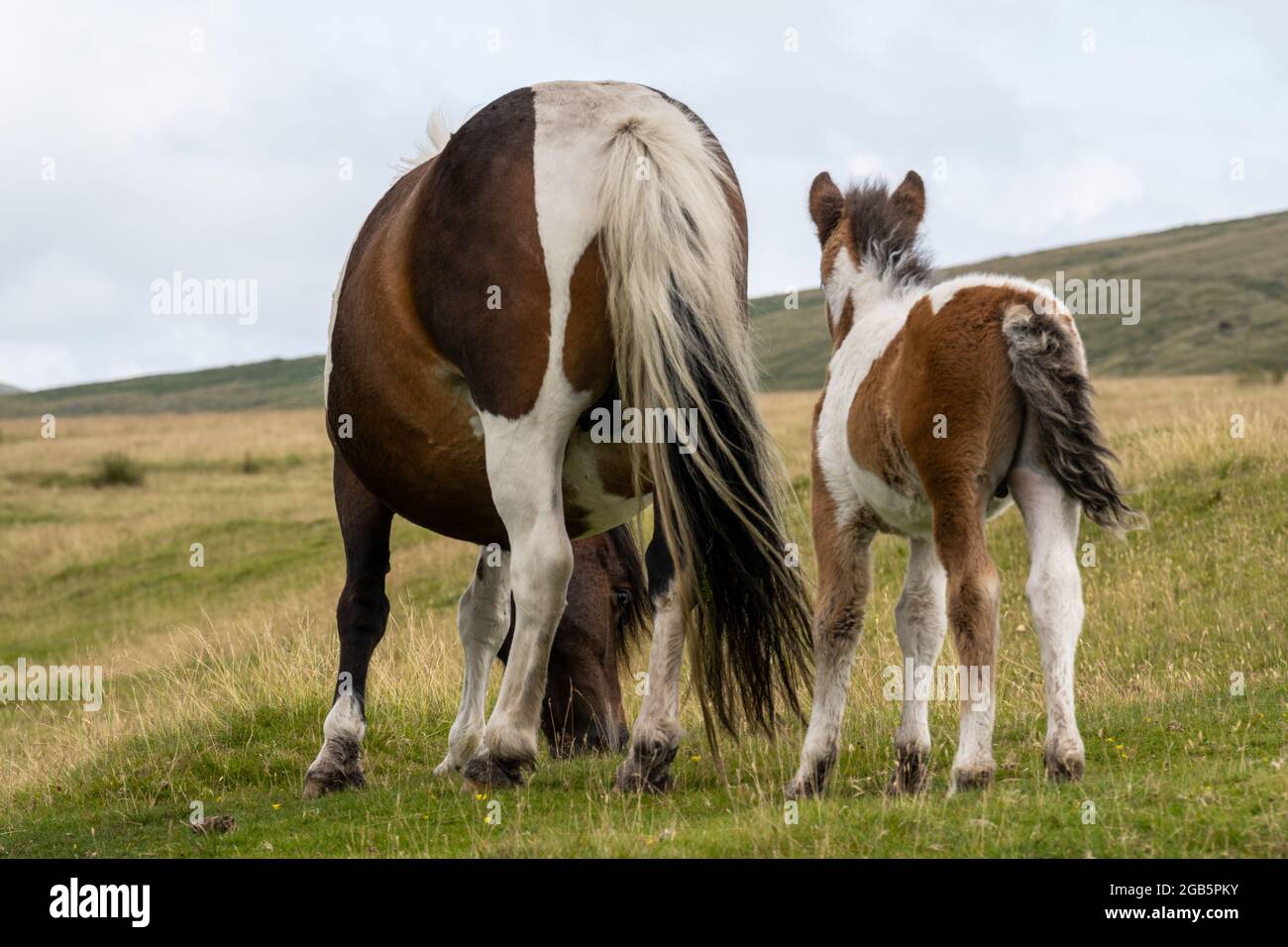 Dartmoor National Park, Devon, UK. 1st Aug, 2021. UK Weather: Dartmoor ponies graze near Sourton Tor on an overcast Sunday afternoon. Credit: Celia McMahon/Alamy Live News Stock Photo
