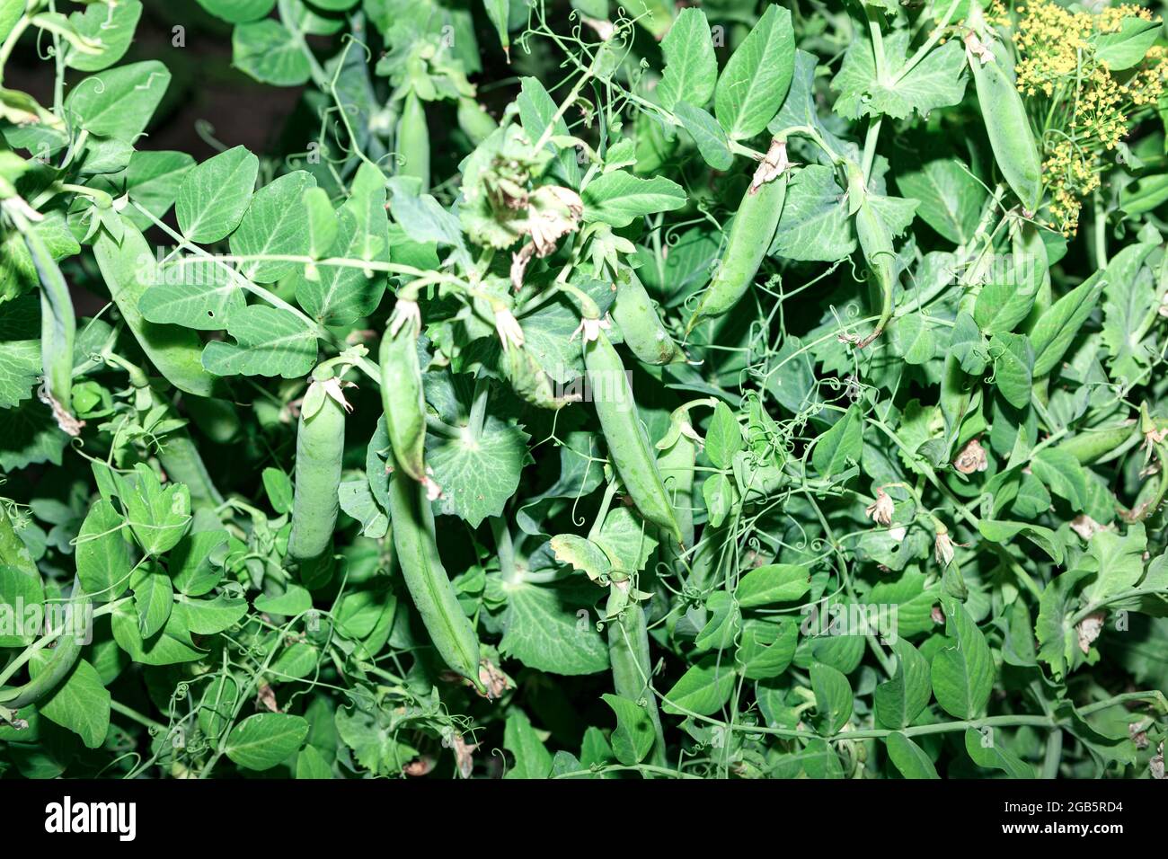 Peas plantation hires stock photography and images Alamy