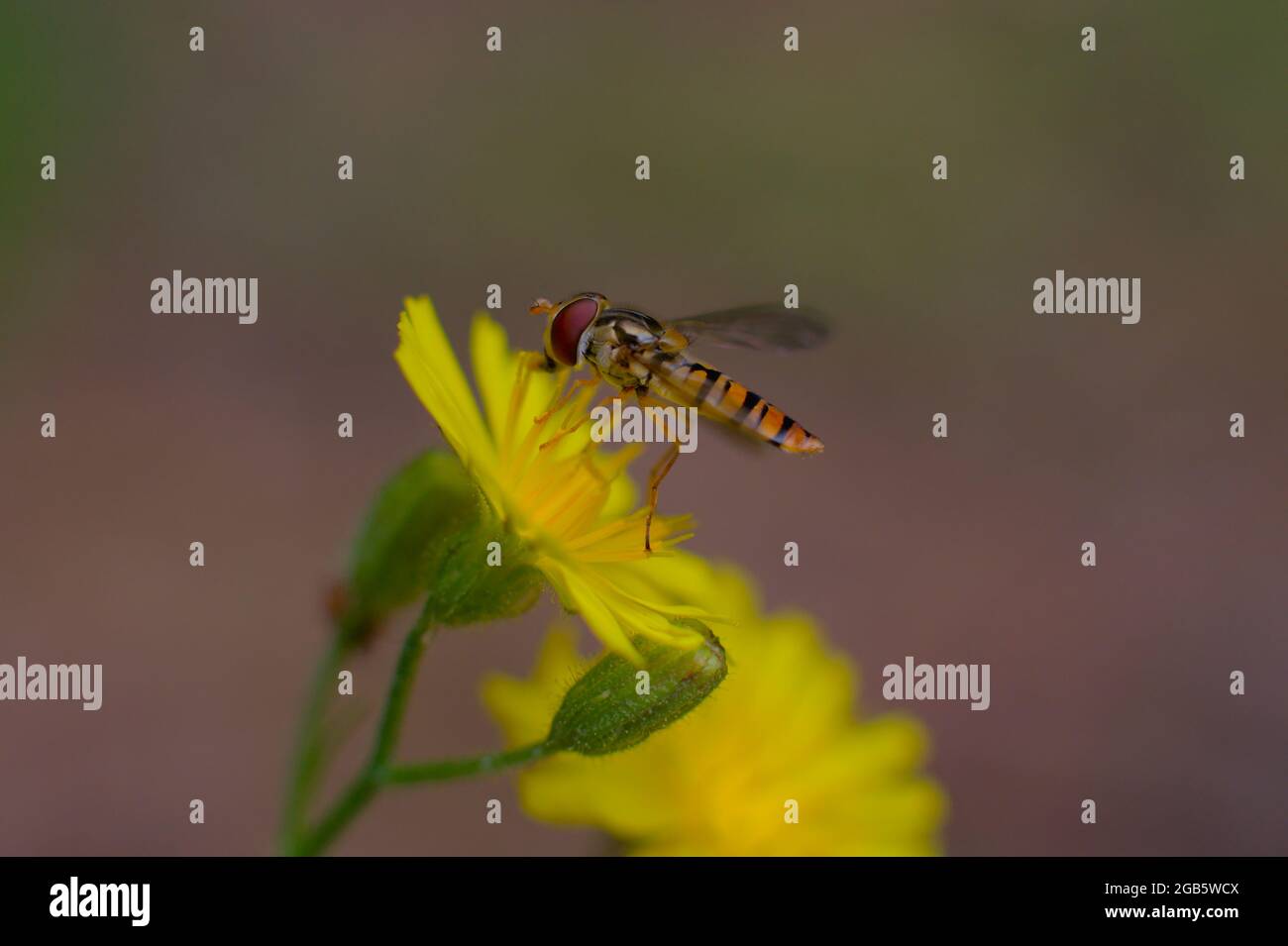 Macro close-up of bee-like hoverfly sitting on the yellow flower. Stock Photo