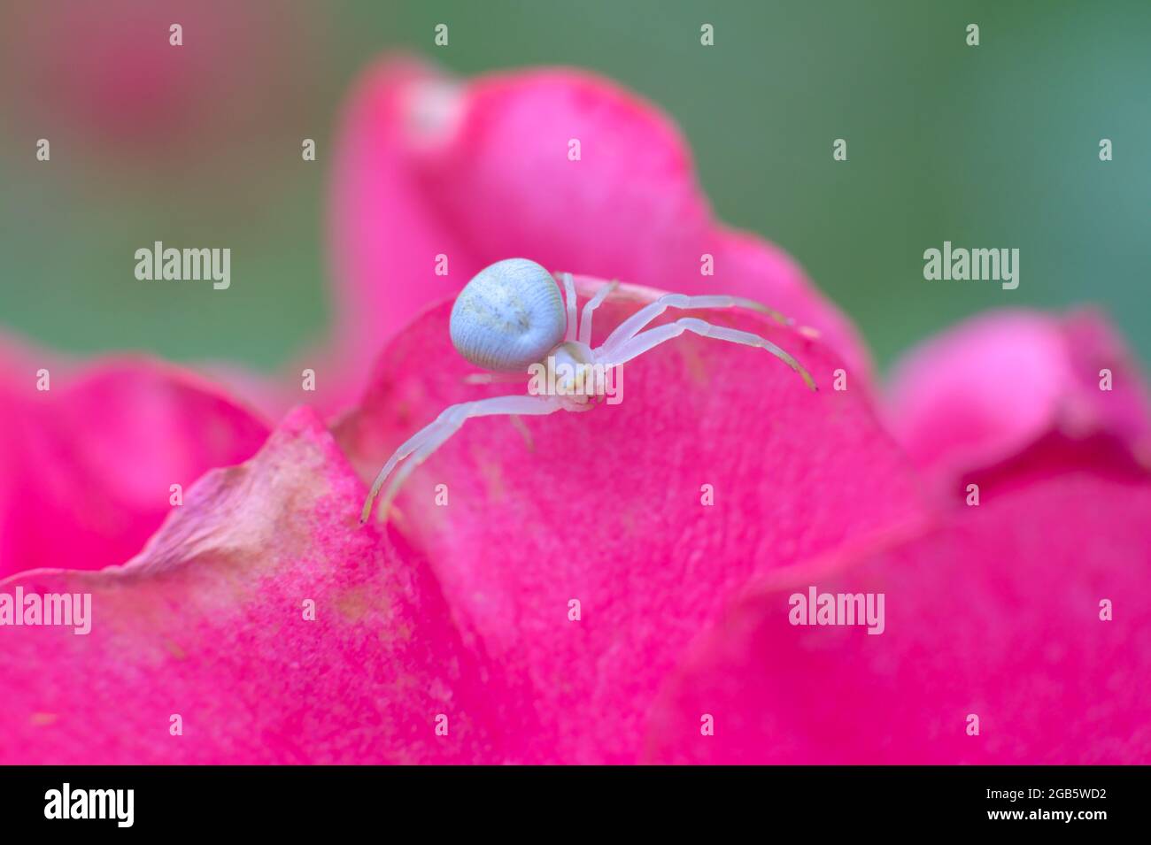 Closeup shot of small white spider sitting on the purple rose petals. Stock Photo