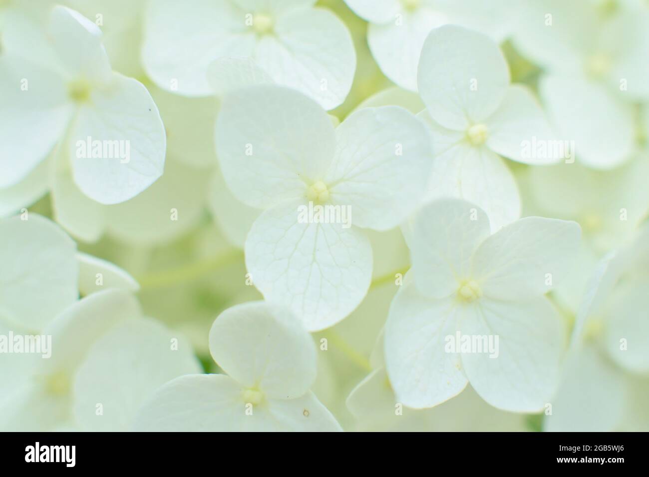 Close-up of white tender hydrangea arborescens flowers Stock Photo - Alamy