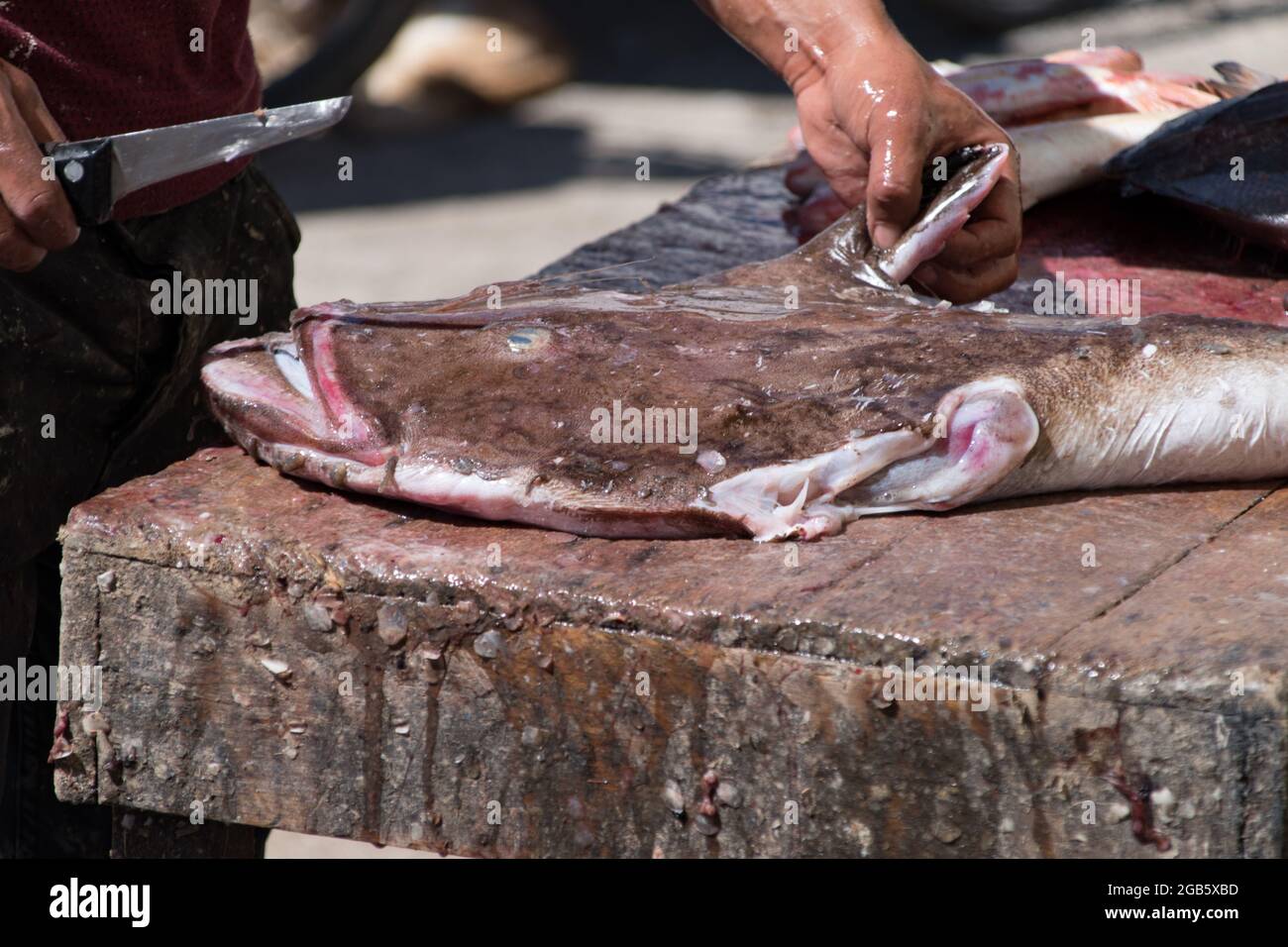 Closeup fisherman butchering fish hi-res stock photography and images ...