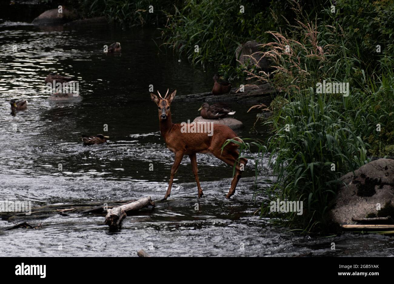 Roe deer stag hi-res stock photography and images - Alamy