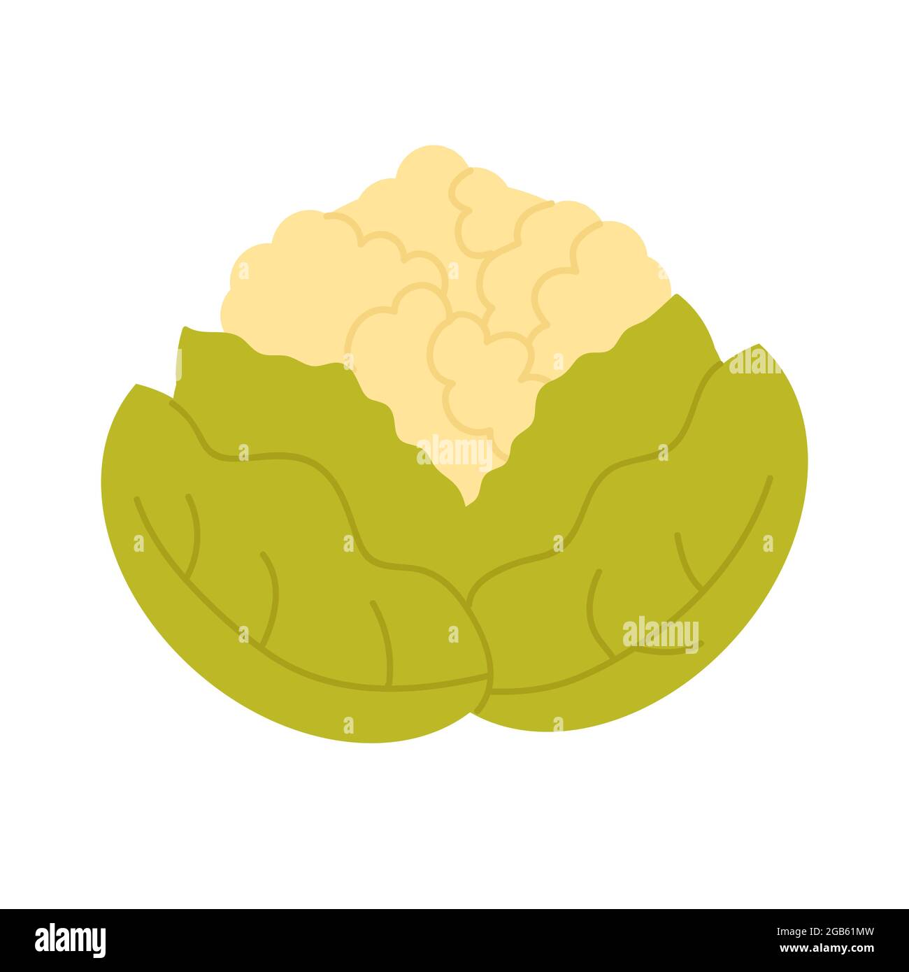 Cauliflower cabbage vegetable fresh veg product, organic food production vector illustration. Cartoon healthy raw cauliflower cabbage from farm agriculture market isolated on white Stock Vector
