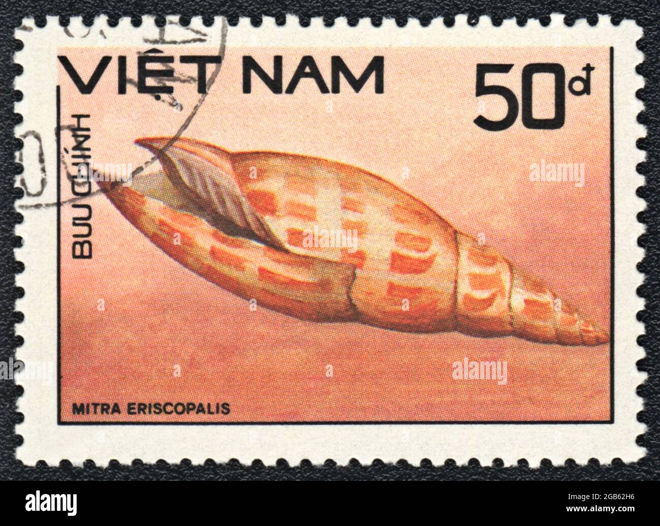 Postage stamp printed in Vietnam  shows a Mitra episcopalis,  series 'Shell', circa 1989 Stock Photo