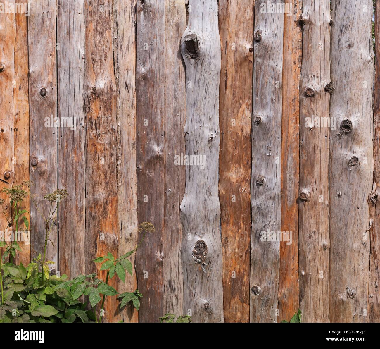Fence from outer part of trees with smooth surface and knots Stock Photo