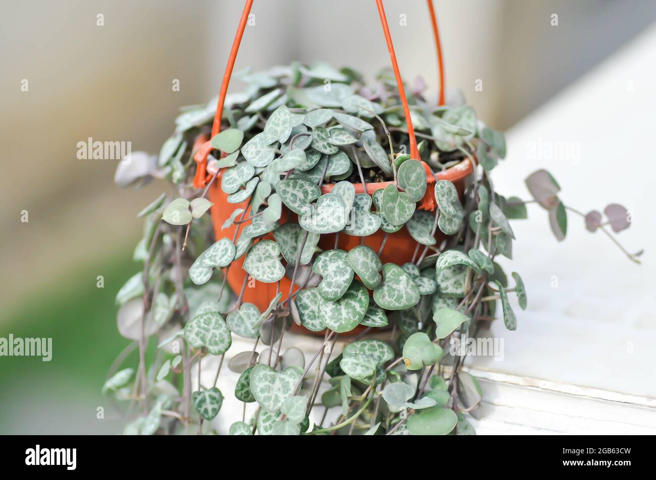 Chain of Heart , String of Heart or Collar of hearts or rosary vine or