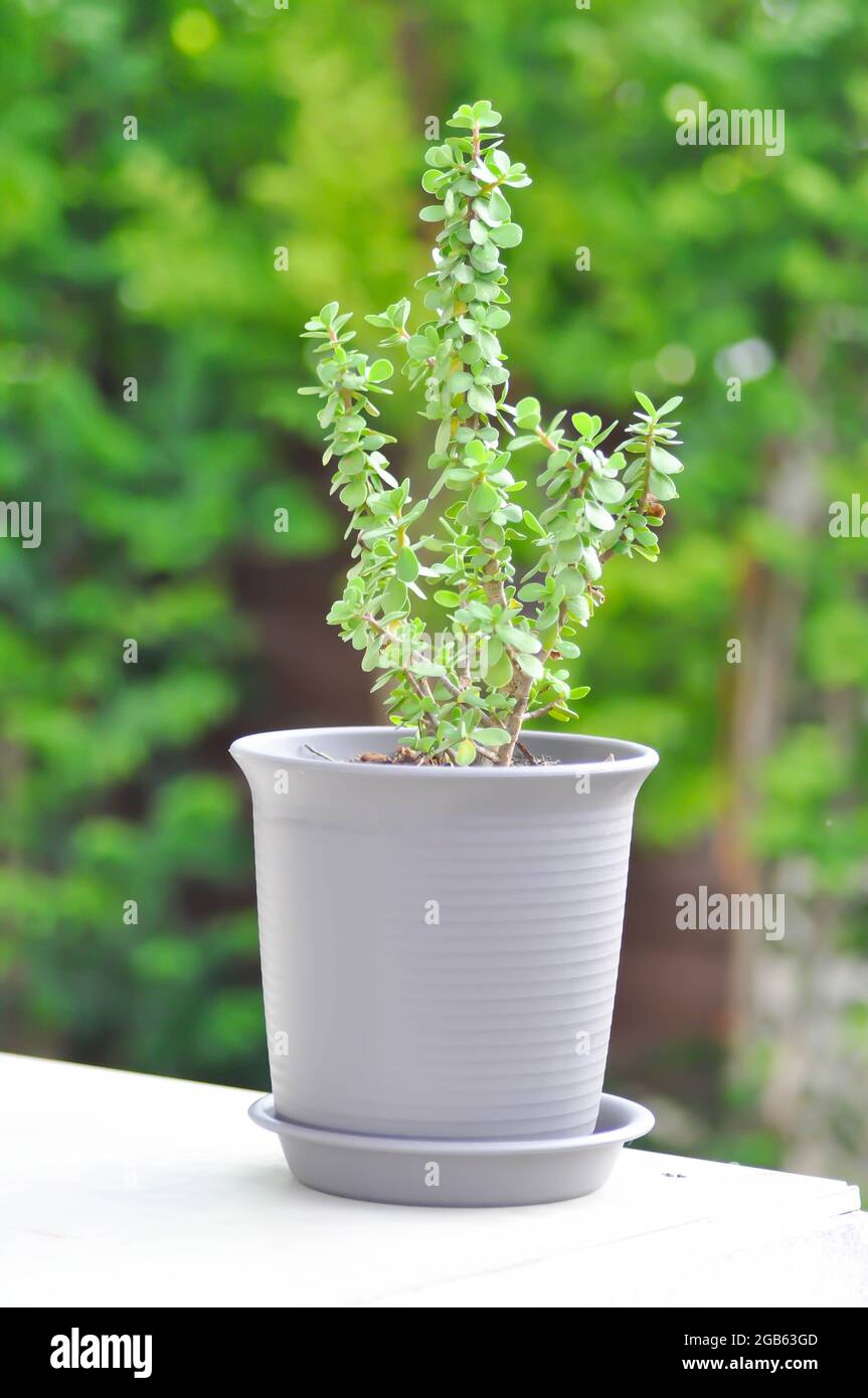 crassula ovata, jade plant plant or crassula plant Stock Photo