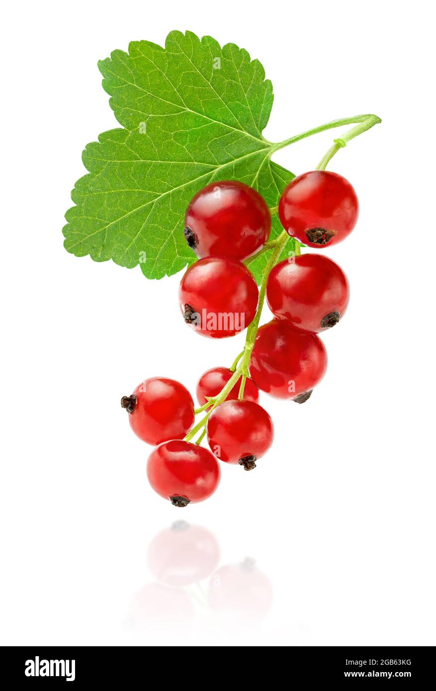 Isolated bunch of red currants with leaf, clipping path. Stock Photo