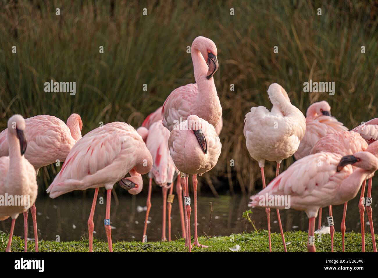 Flamingo migration botswana hires stock photography and images Alamy