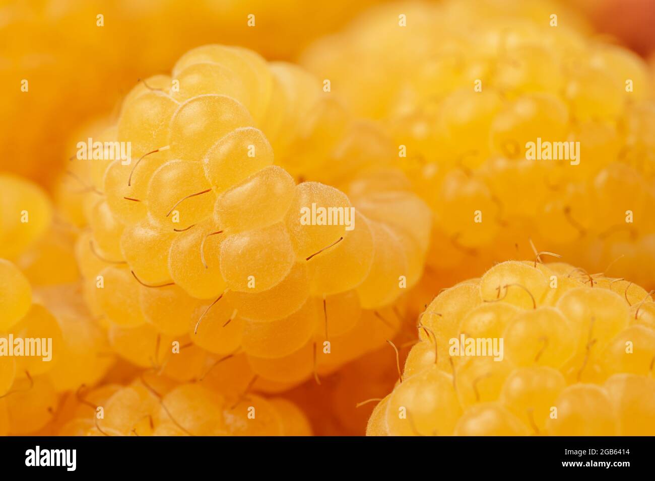 Summer background of yellow raspberries. Macro, extreme close up. Stock Photo