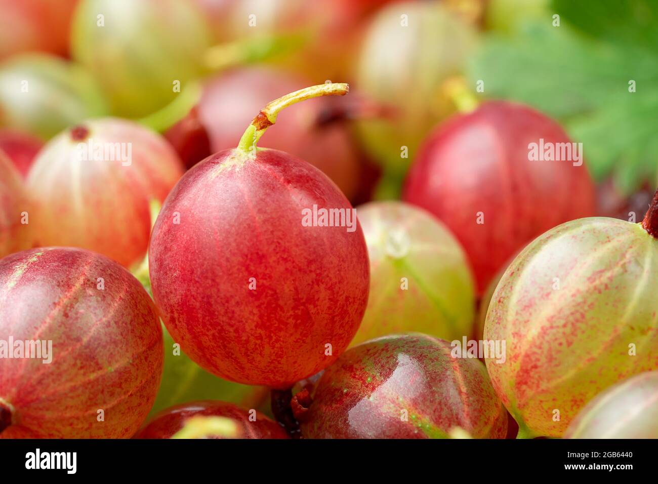 Close up of colorful gooseberries backround. Selective focus Stock Photo