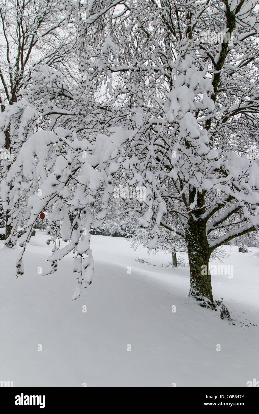 Snowy tree in a snow-covered park in dreary weather.. Stock Photo