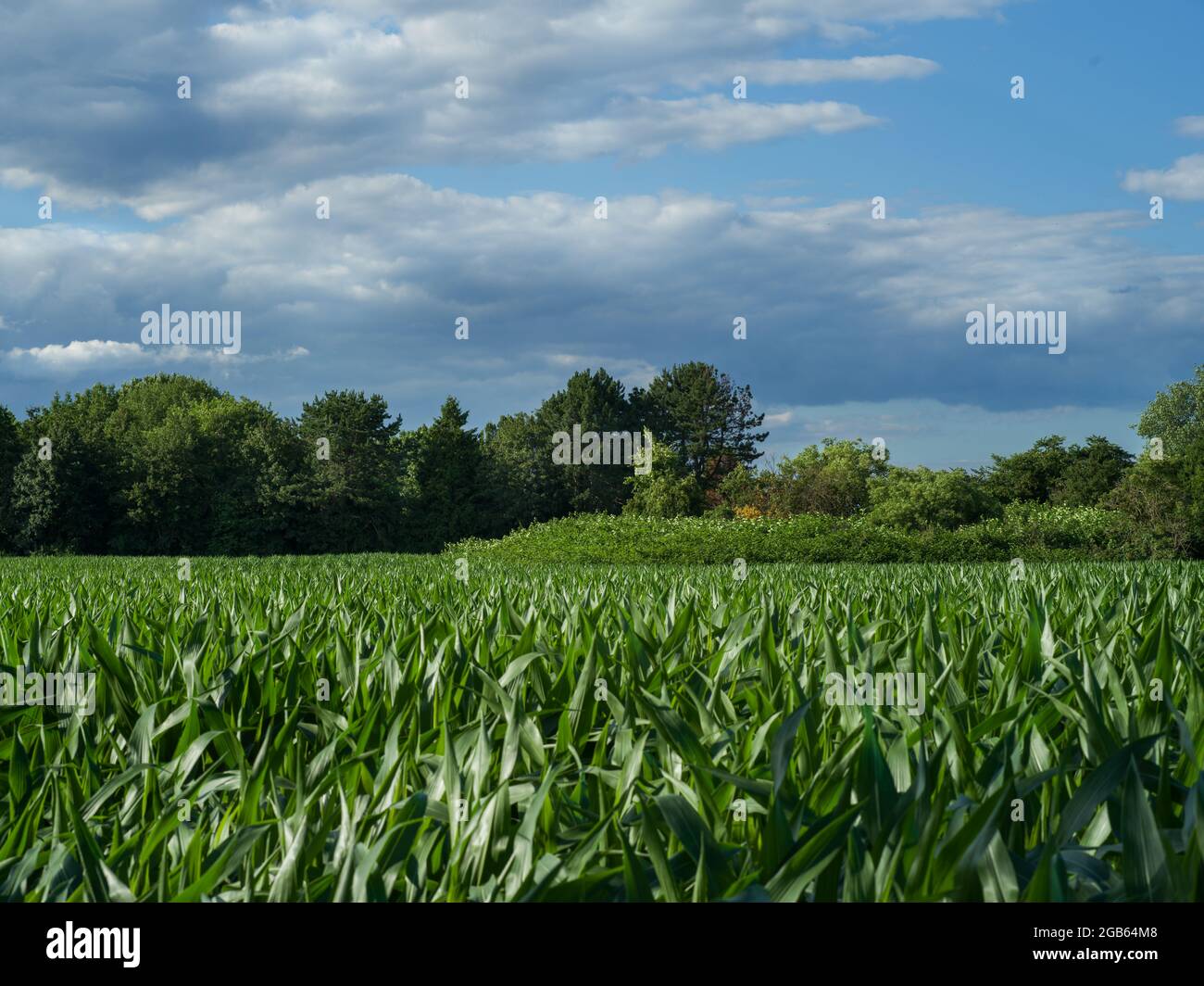 View over a corn field in midsummer. Stock Photo