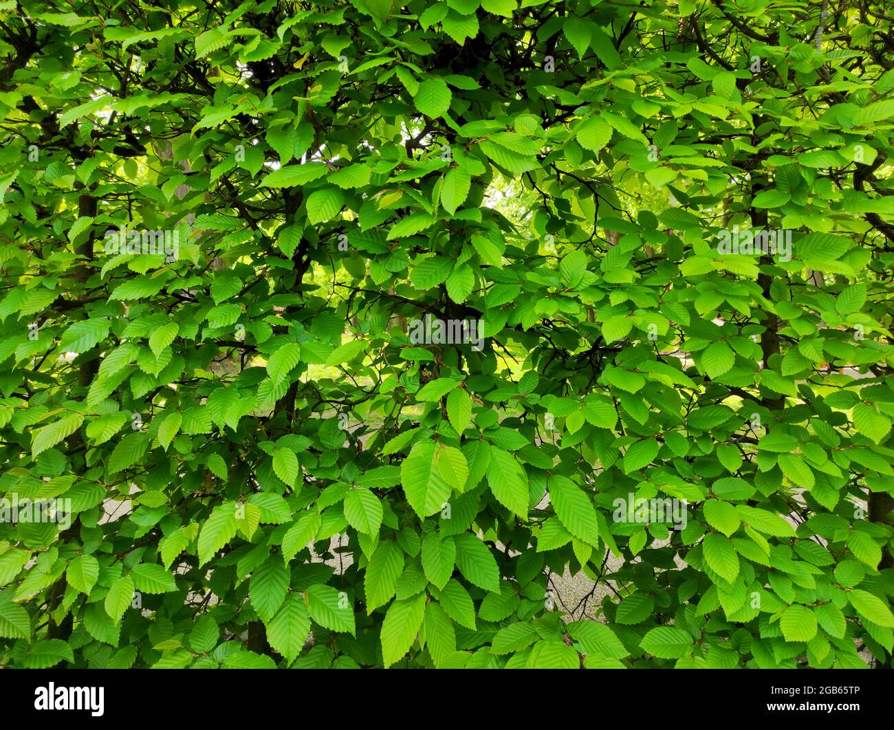 hornbeam plant green leaves pattern nature background Stock Photo
