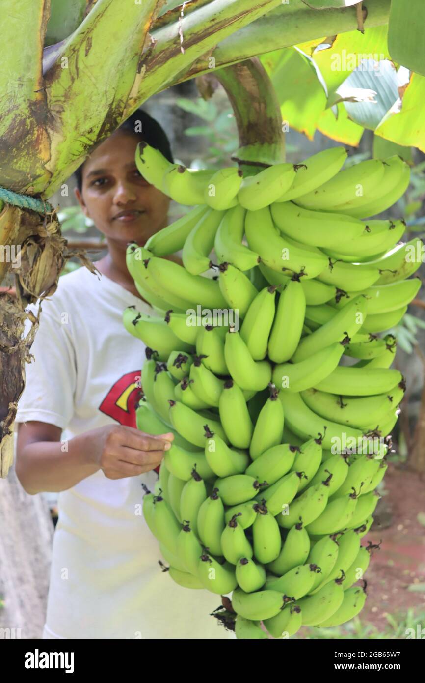 Home grow banana from Sri Lanka, very popular fruit to cultivate in ...