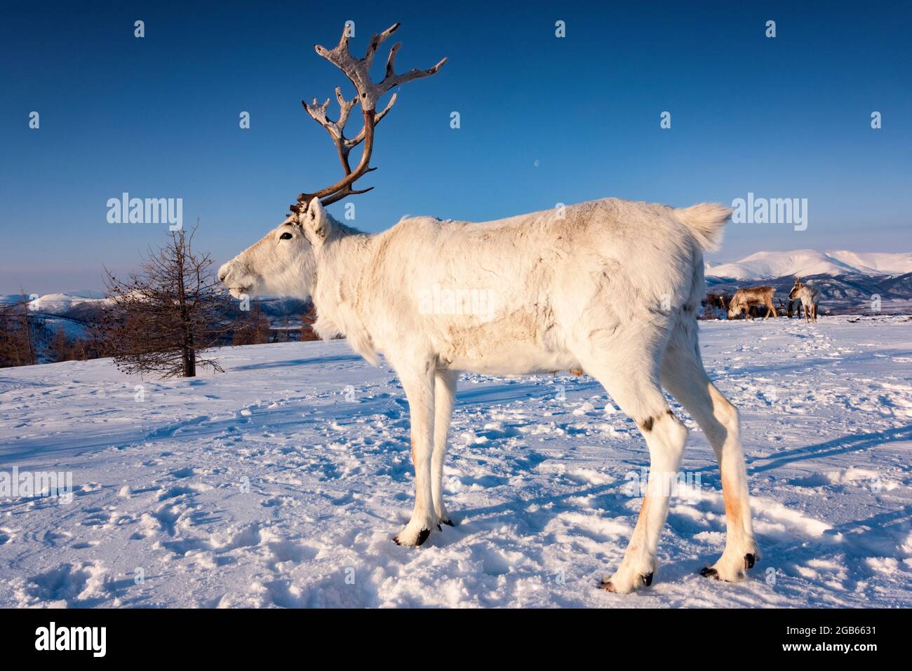 Reindeer in the Mongolian taiga in winter, lit by the warm light of the rising sun., ADDITIONAL-RIGHTS-CLEARANCE-INFO-NOT-AVAILABLE Stock Photo