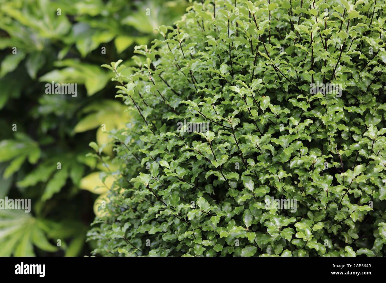Pittosporum shrub in foreground and fatsia japonica in background with copysapce Stock Photo