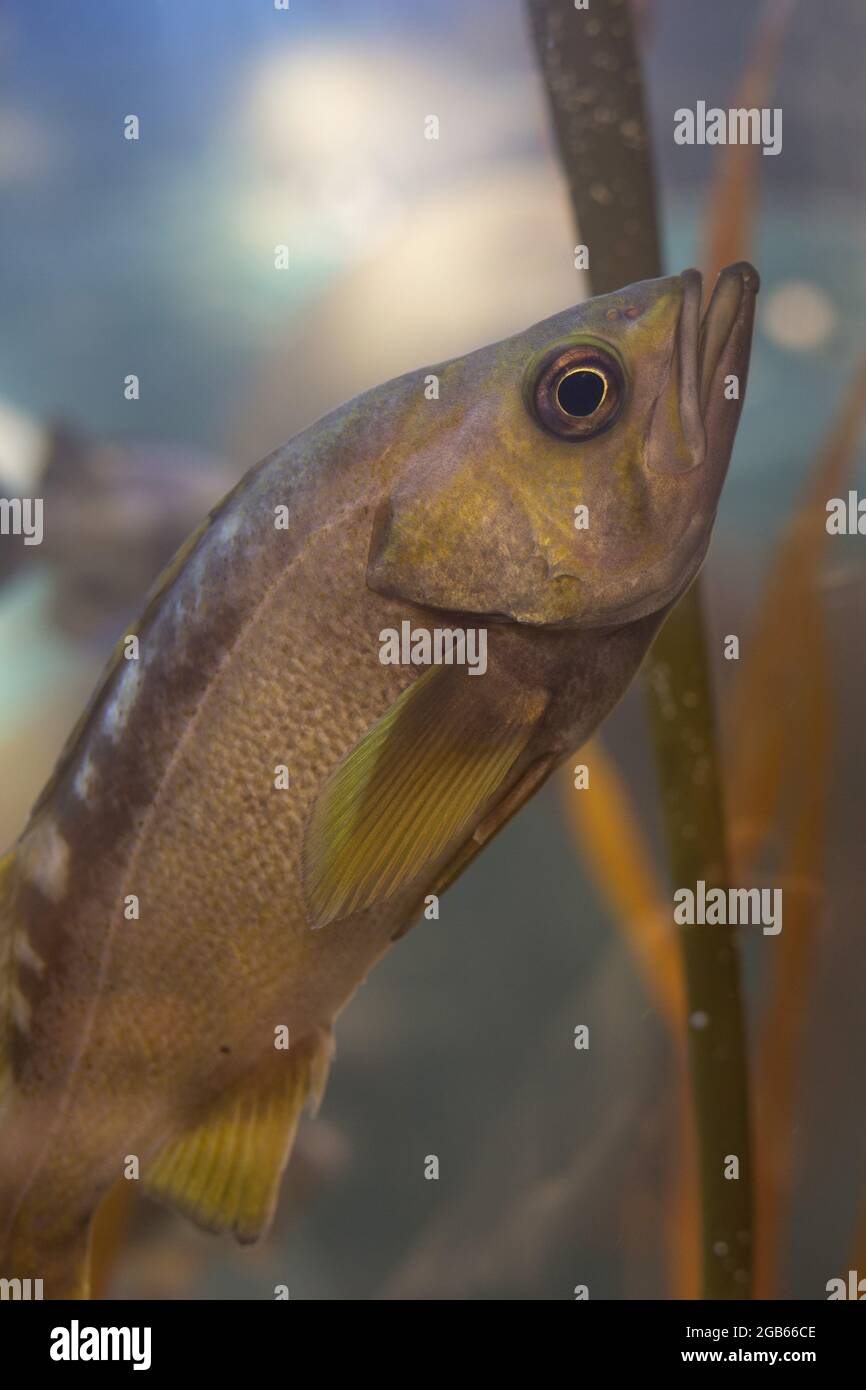 Sebastes flavidus hires stock photography and images Alamy