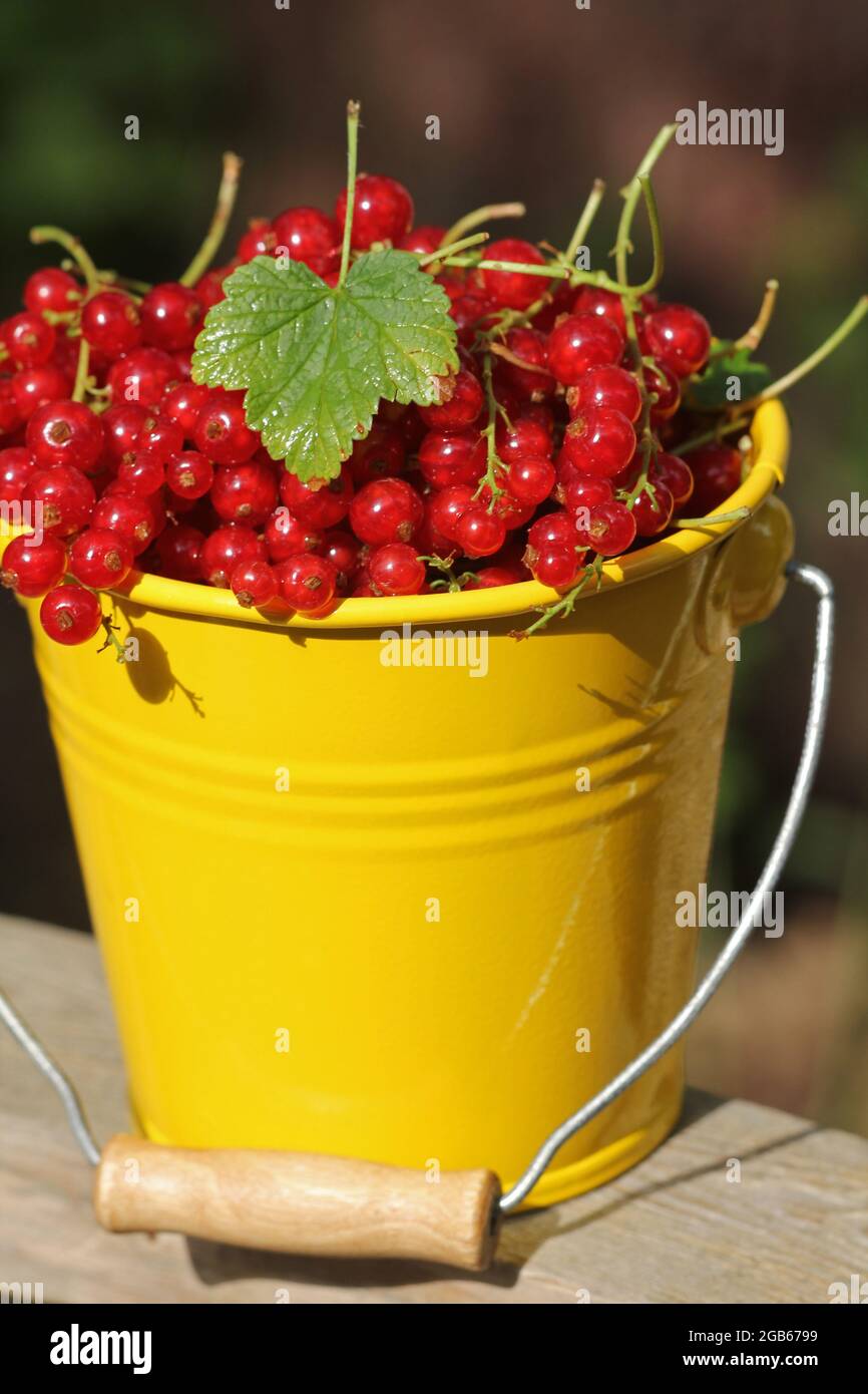 Yellow Pail Full Of Red Currants Stock Photo