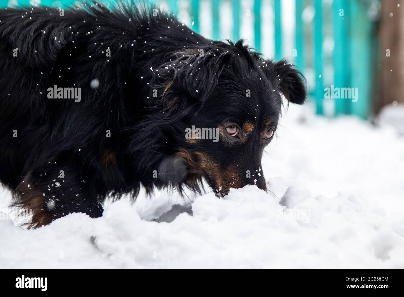 Portrait of a dog.Beautiful black dog in the winter in the snow. Stock Photo